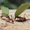 Texas Leaf Cutting Ant