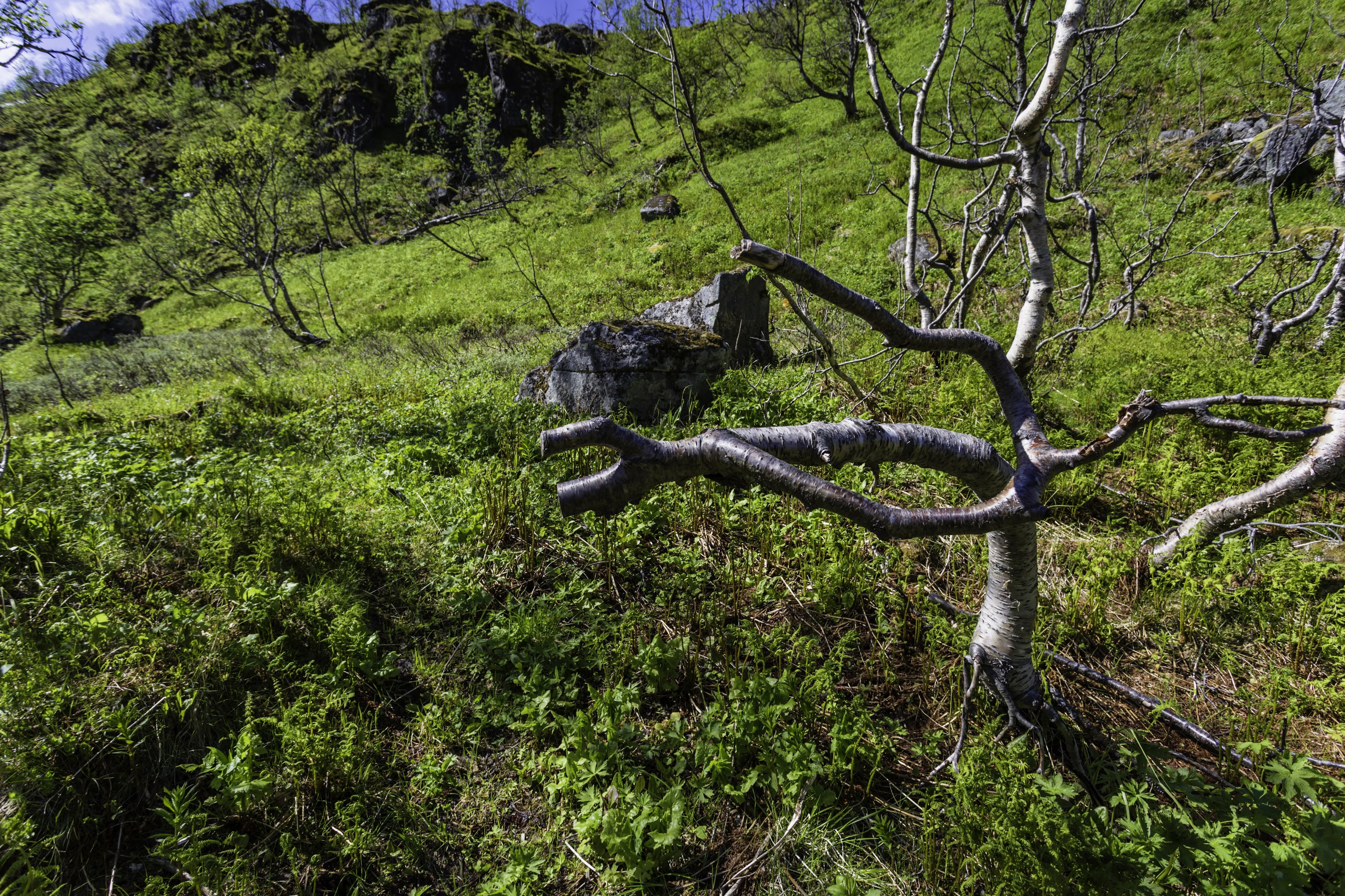 Острова в облаках. Отложенные маршруты (Svartisen, Værøy, Trollfjordhytta - много фото)