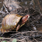 Three-toed Box Turtle