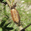 Praying Mantis Egg Sack