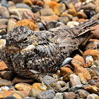 NightJar