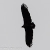 Black Vulture; Buitre Negro