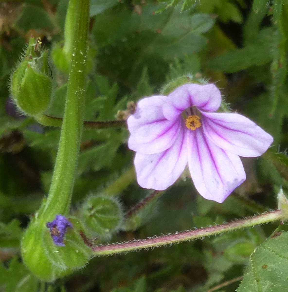 Mediterranean Stork's bill