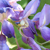 Flower Crab Spider