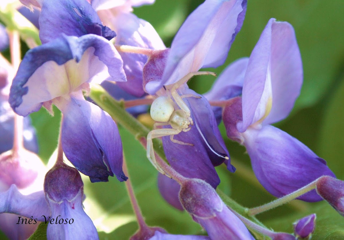 Flower Crab Spider