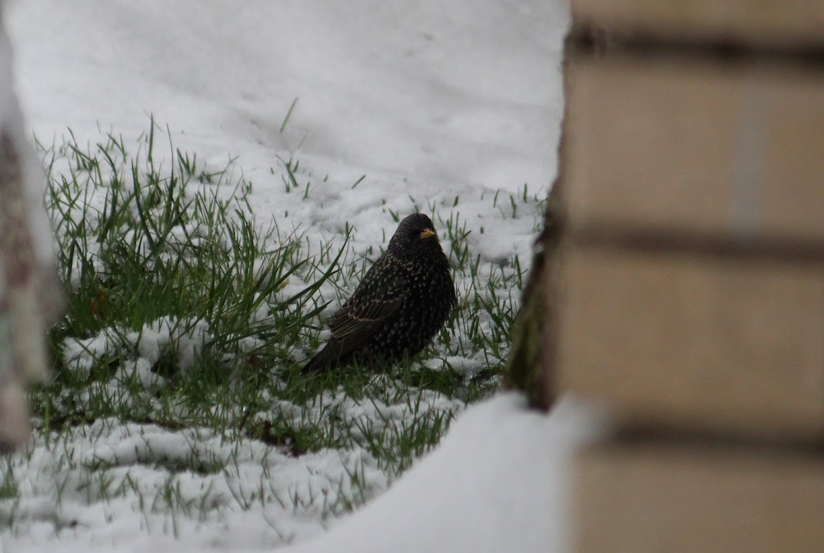 European starling