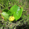 Spatterdock