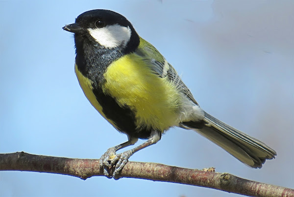 Great Tit  Project Noah