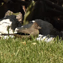 Canyon Towhee