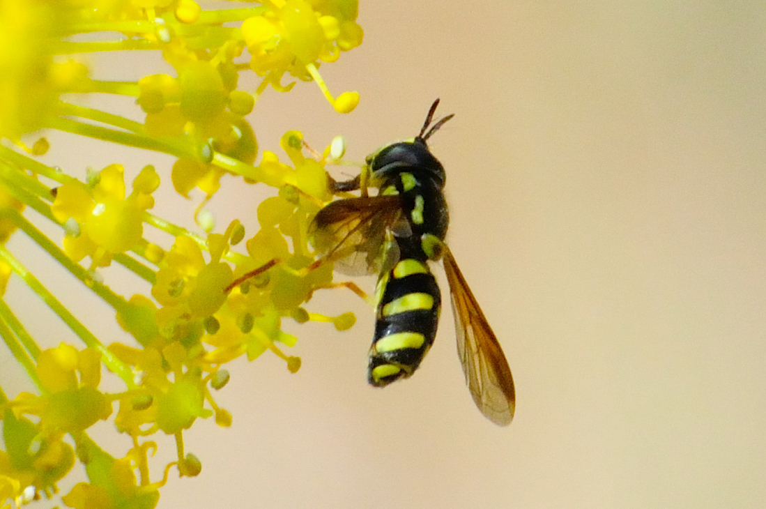 Hoverfly