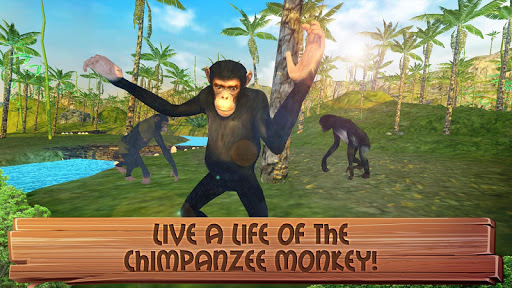 Chimpanzee Pictures