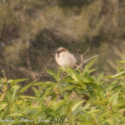 House Sparrow; Gorrión Común