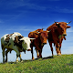 Download Cow New HD Wallpapers For PC Windows and Mac 1.0