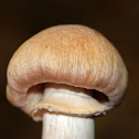 Gypsy Mushroom