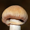 Gypsy Mushroom