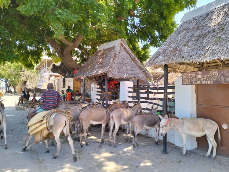 Donkeys line up for checks at the Donkey Sanctuary in Lamu island.