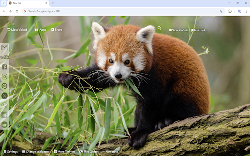Red Panda Wallpaper