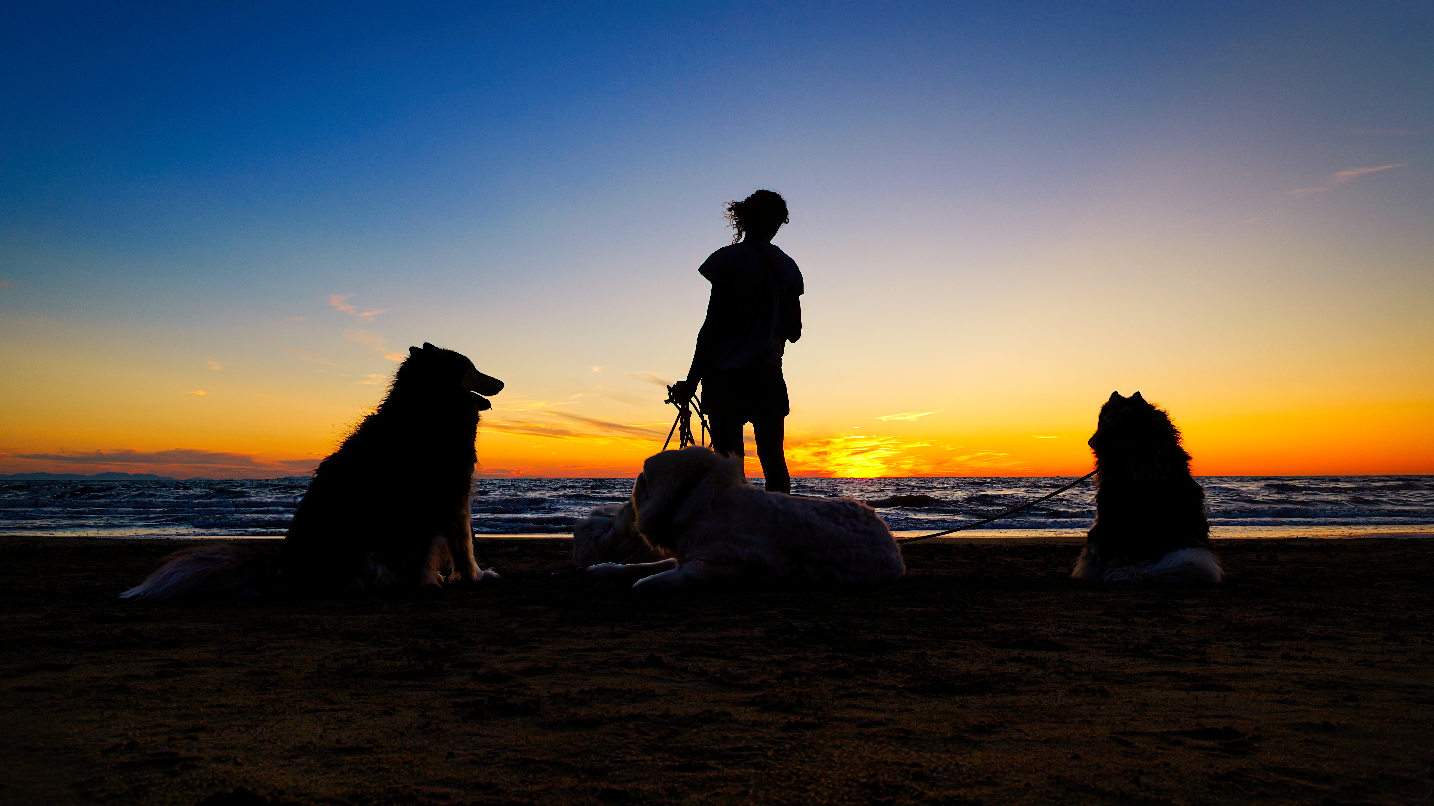 Dog Sitter on the Beach di ZeroZeroPixel