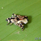 Jumping Spider