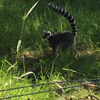 Lemur