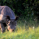 Indian rhinoceros