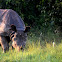 Indian rhinoceros