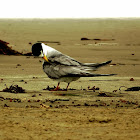 Least Tern