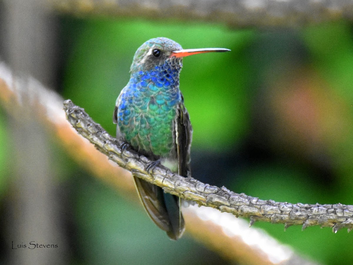 Broad-billed Hummingbird