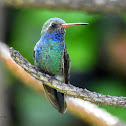 Broad-billed Hummingbird