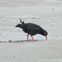 Variable Oystercatcher (black phase)