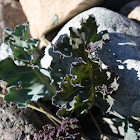 Sea Kale