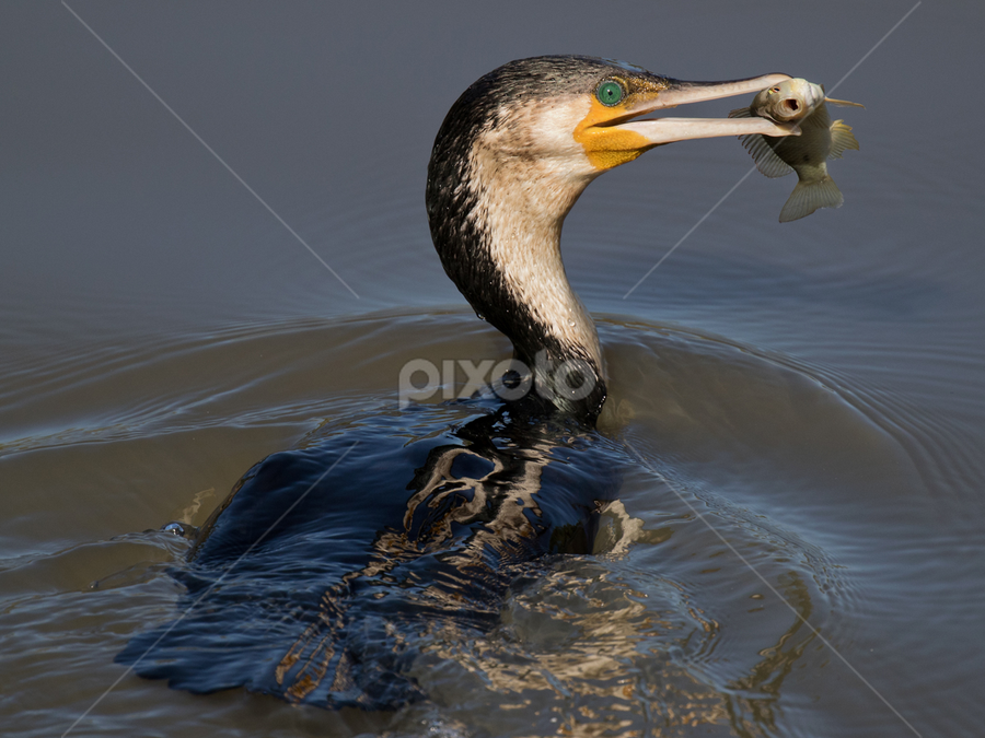 White-breasted Cormorant by Louis Pretorius - Animals Birds