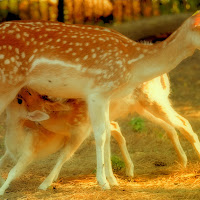 mamma e cuccioli di 