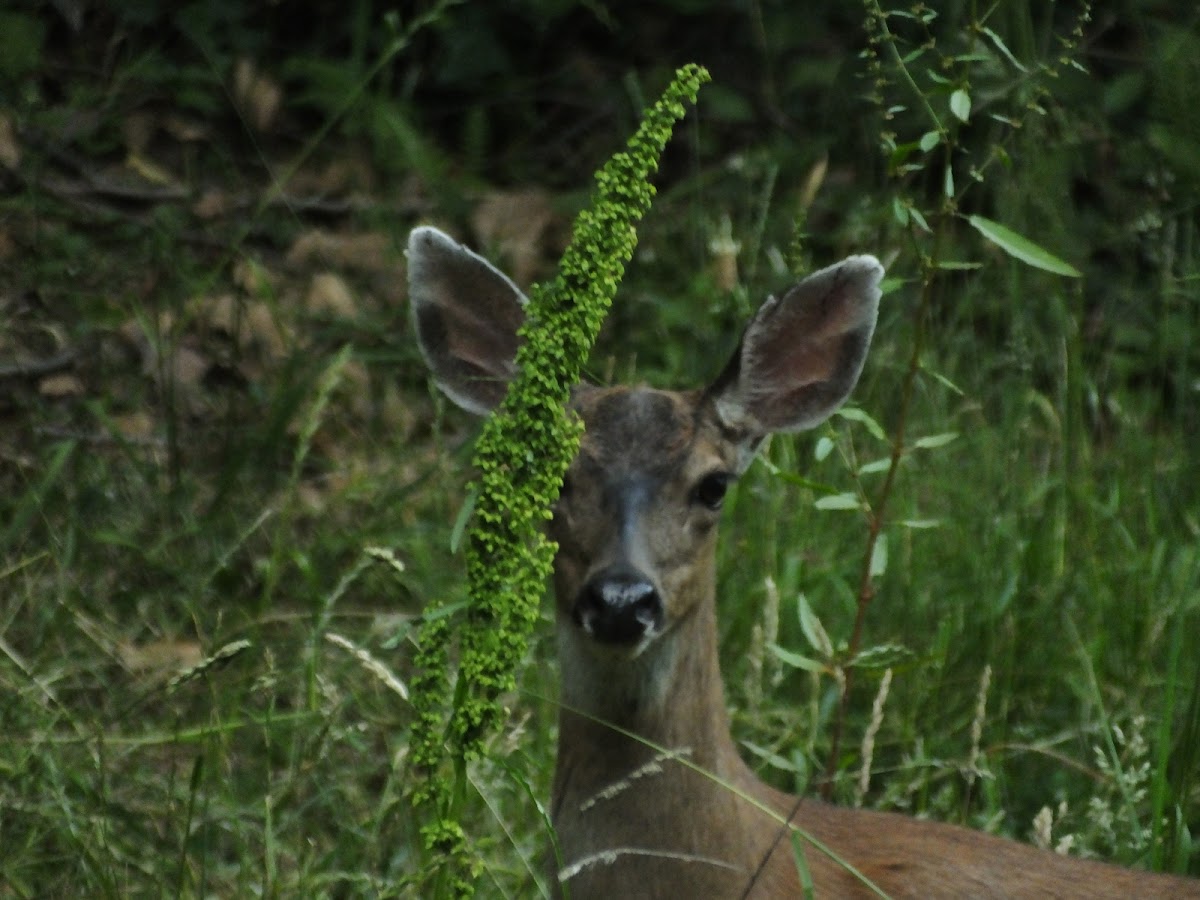 black tail deer