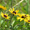 Black-eyed Susan