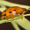 Tortoise Beetle