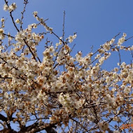 柳家梅園農場