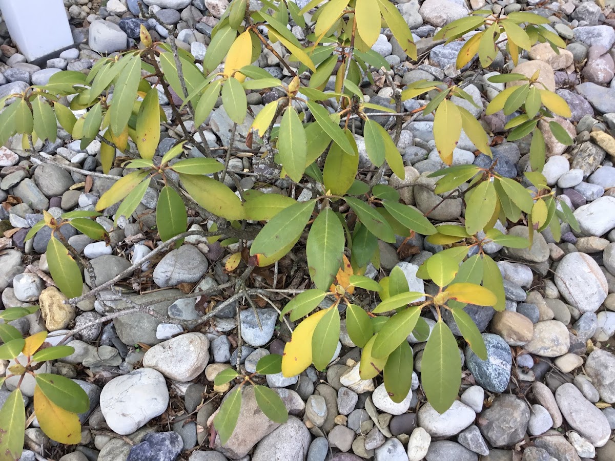 Rhododendron