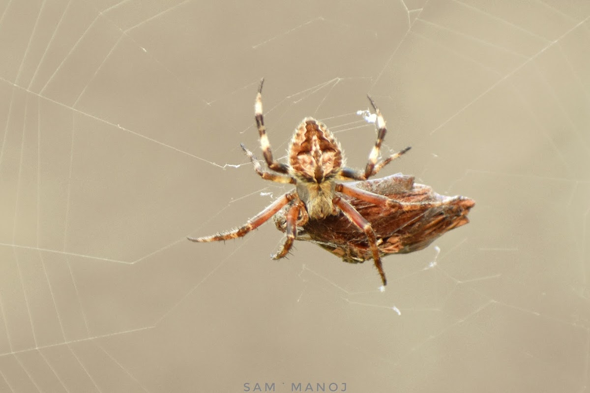 Spotted Orb Weaver