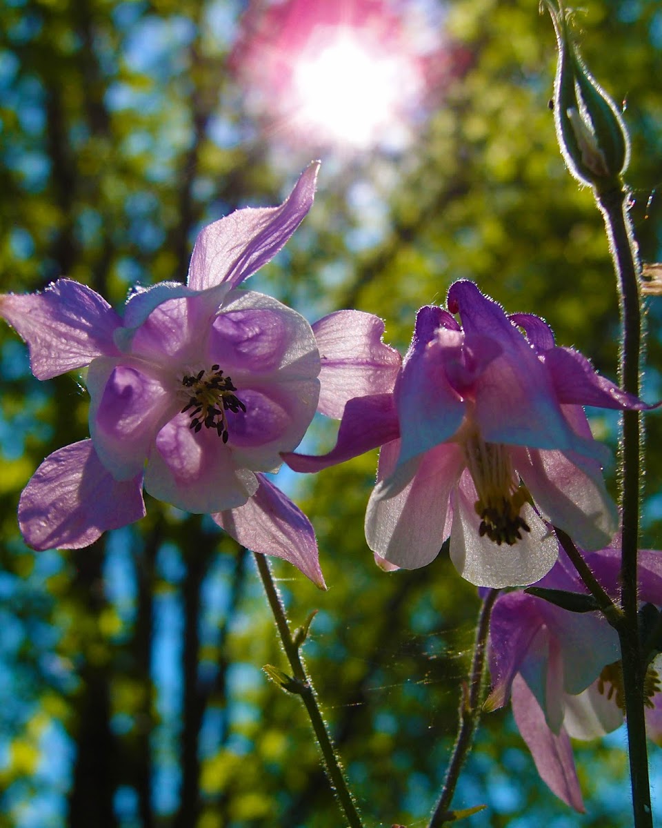 European columbine