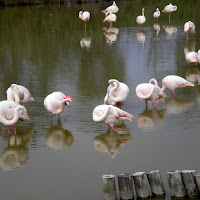 Fenicotteri di 