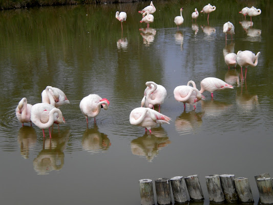 Fenicotteri di betti