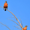 American Robin