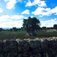 paesaggio agricolo di Puglia di 