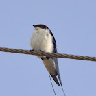 Wire-tailed swallow