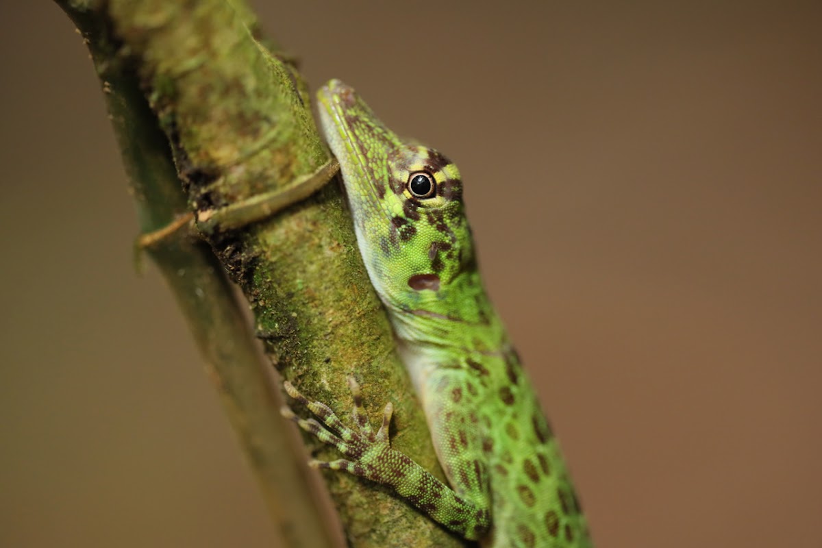 Giant Green Canopy Anole