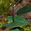 Mosquito Orchid