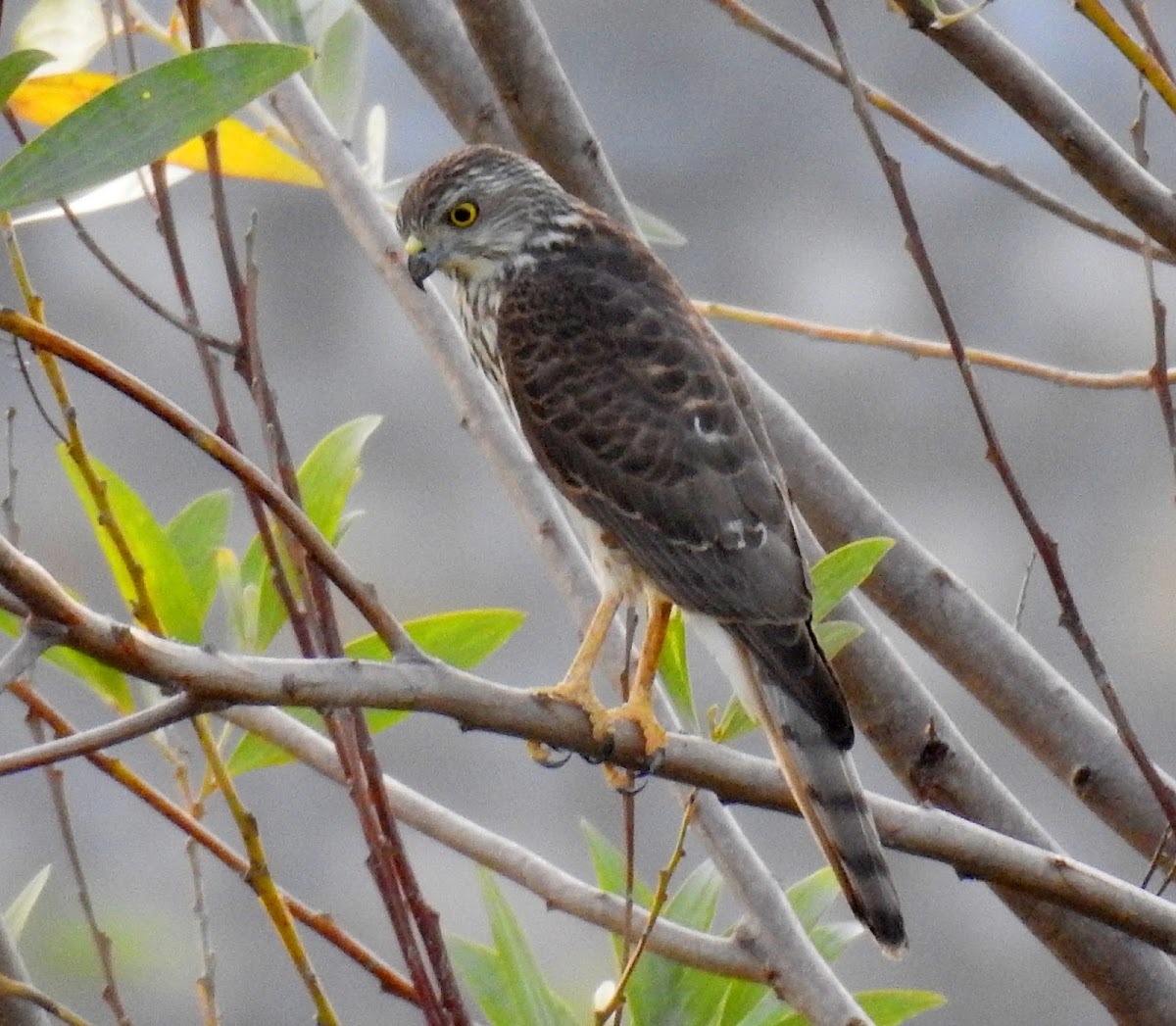 Shikra- Female