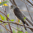 Shikra- Female