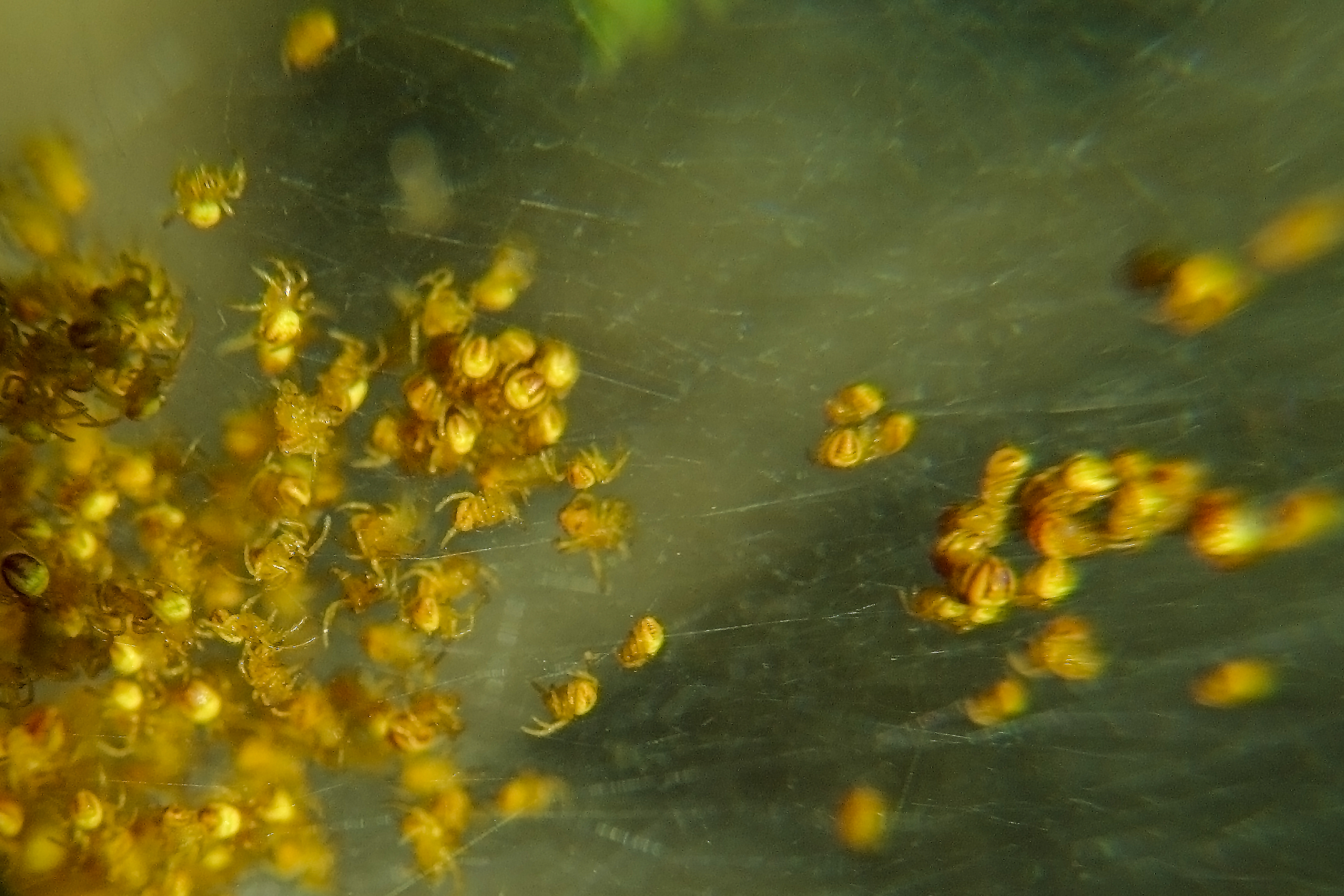 Dreaming of spiders di acquario